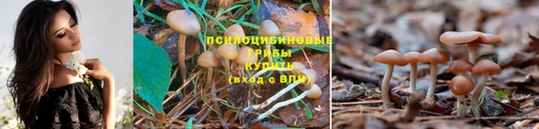 ПСИЛОЦИБИНОВЫЕ ГРИБЫ Бронницы